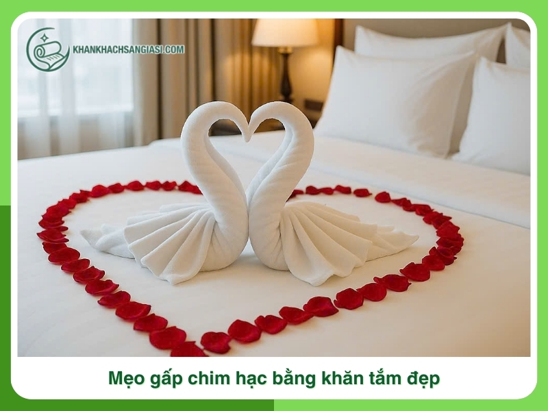 Meo gap chim hac bang khan tam dep