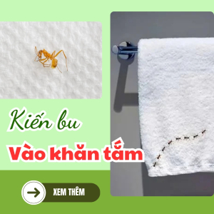 Kiến bu vào khăn tắm